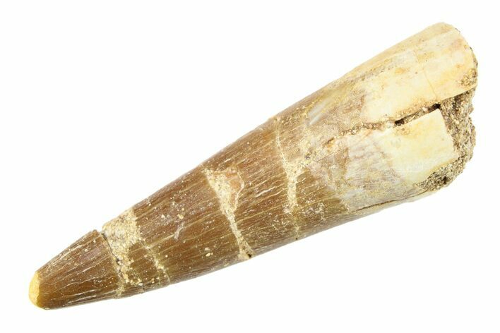 Fossil Plesiosaur (Zarafasaura) Tooth - Morocco #297879